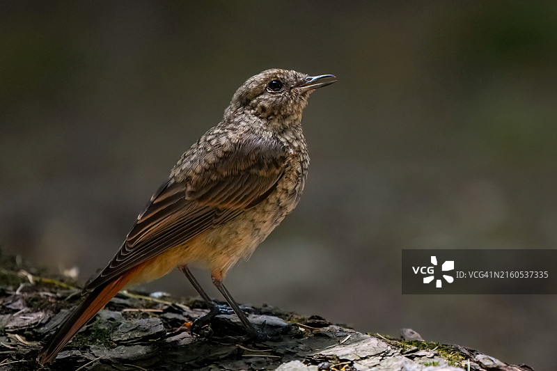 普通红尾鸲图片素材
