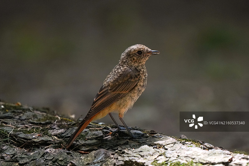 普通红尾鸲图片素材