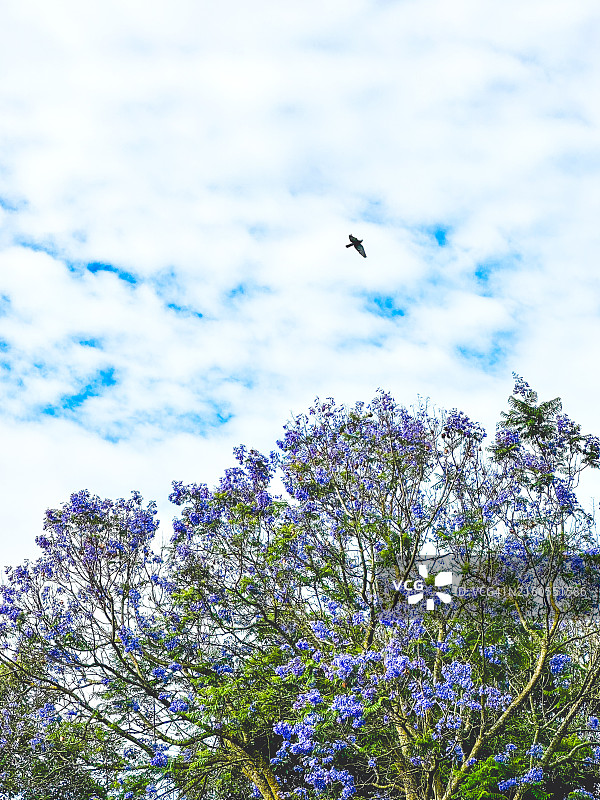 里斯本的蓝花楹树图片素材