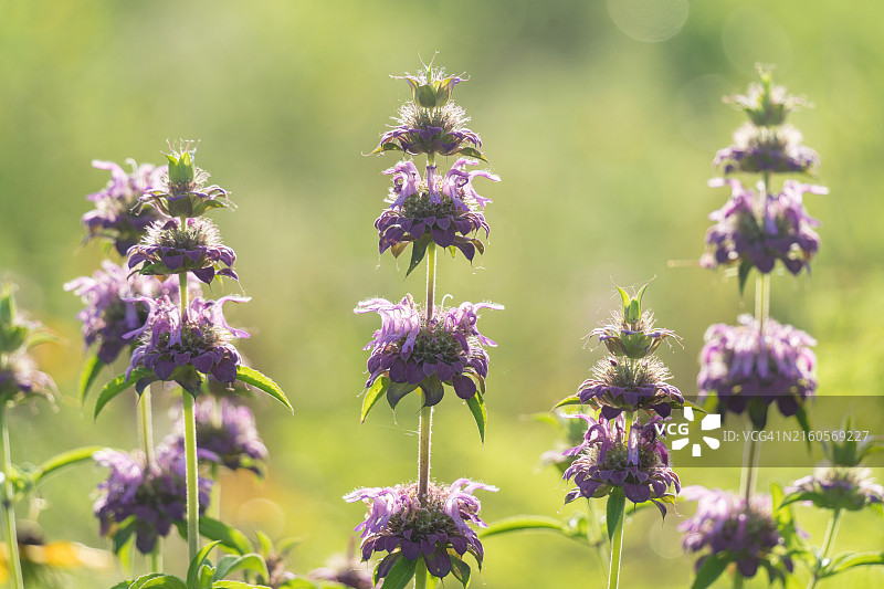 夏日里的马薄荷图片素材