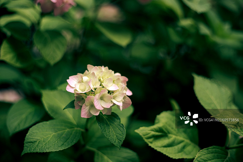 花园中春夏日落时盛开的粉色绣球花图片素材