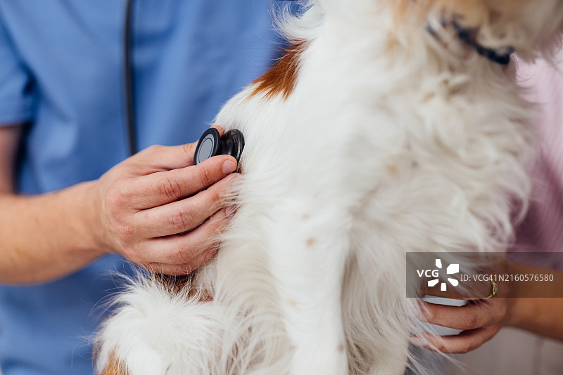 兽医检查狗，犬类保健检查图片素材