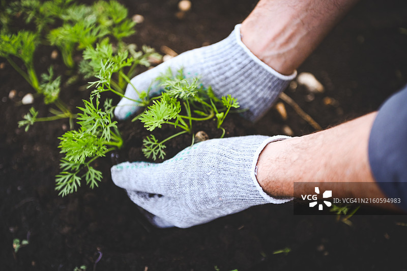 农民手捧带有幼苗的土壤图片素材