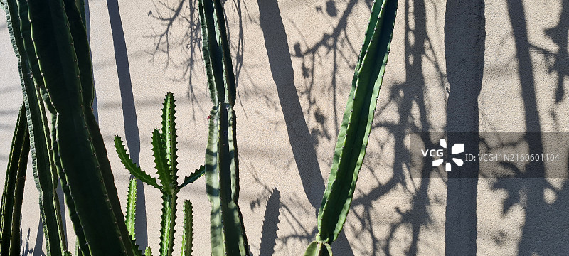 仙人掌阴影图片素材