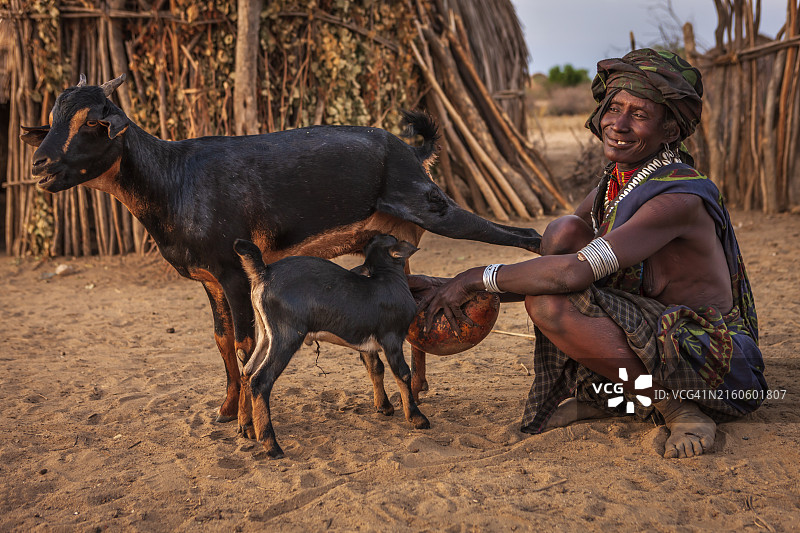 非洲埃塞俄比亚，Erbore部落的妇女正在给山羊挤羊奶图片素材