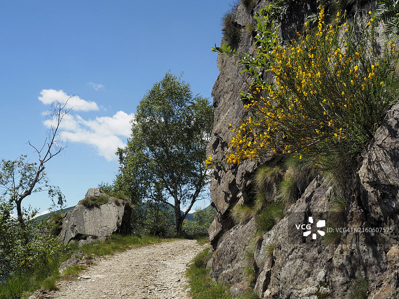 沿卡多纳军事道路（Strada Militare Cadorna）在巴瓦里奥内山生长的苏格兰金雀花（Cytisus scoparius），联合国教科文组织提契诺-瓦尔格兰德-韦尔巴诺生物圈保护区和瓦尔格兰德国家公园图片素材