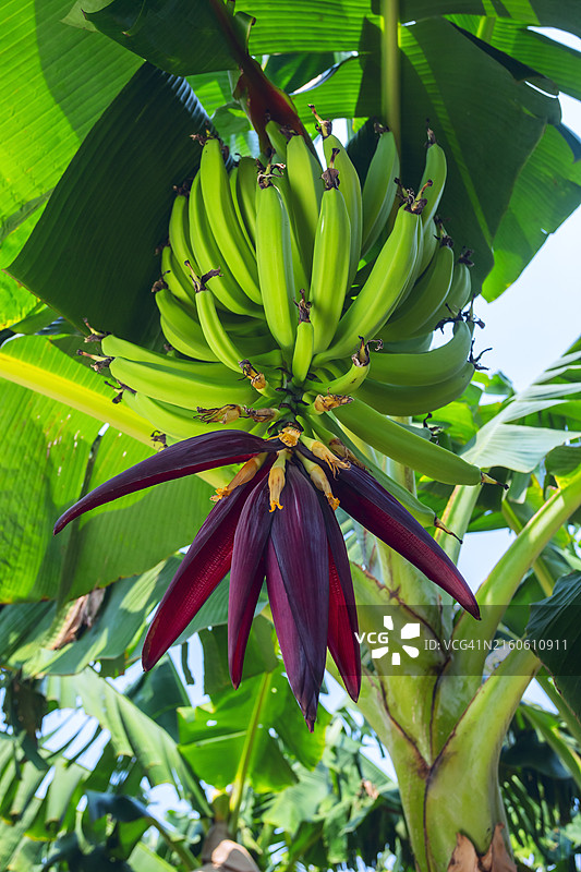 香蕉豆荚开花图片素材