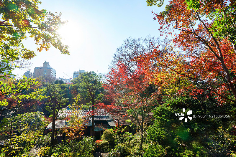 城市花园池塘边美丽的秋叶图片素材