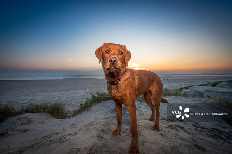 海滩上的红色拉布拉多犬图片素材