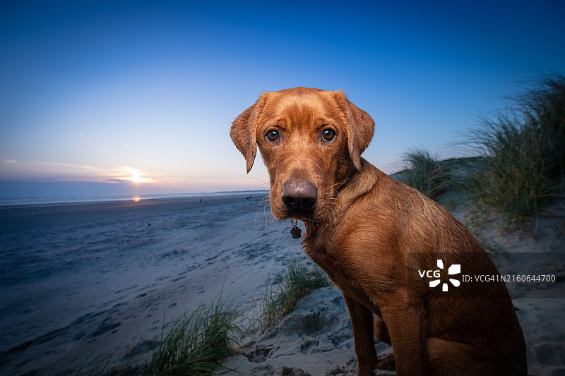 海滩上的红色拉布拉多犬图片素材