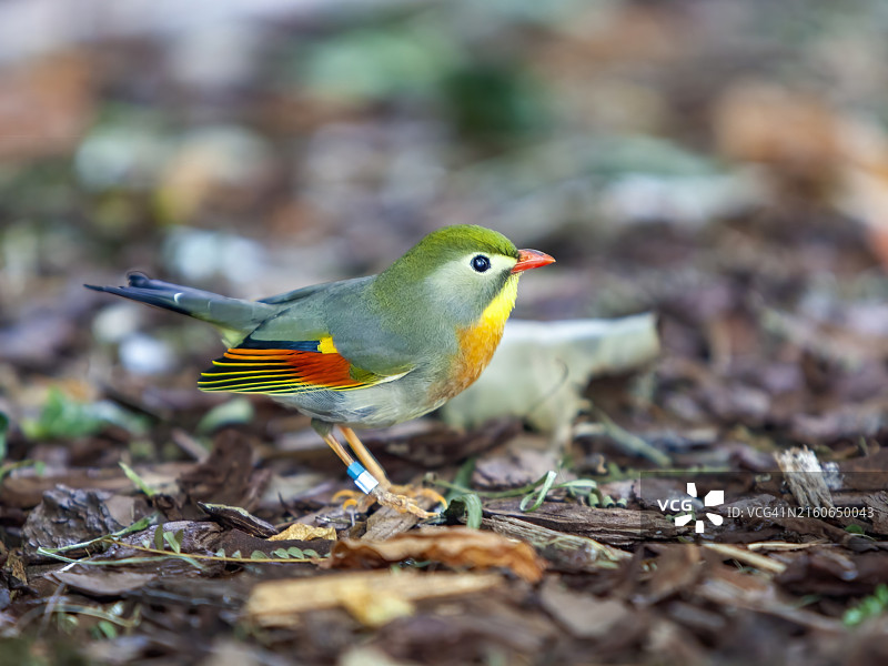 红嘴相思鸟图片素材