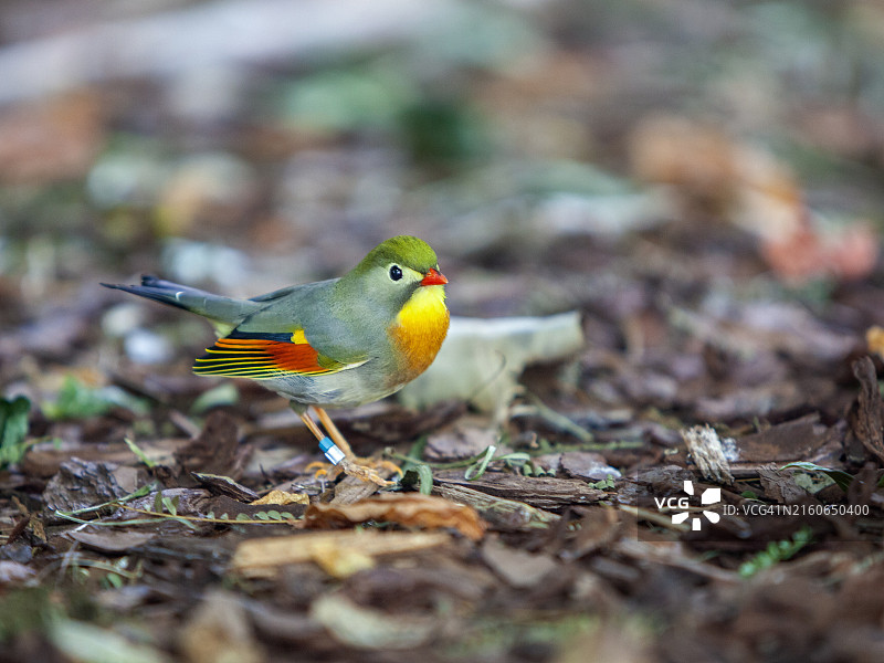 山丘知更鸟图片素材