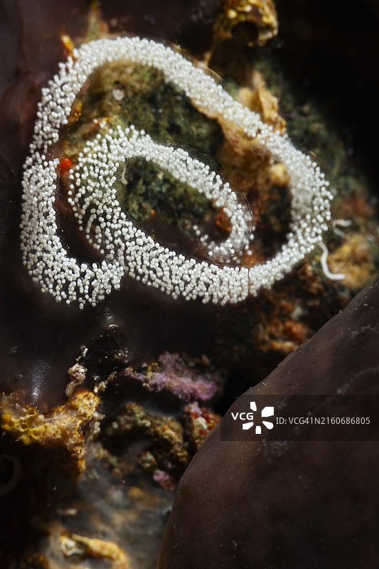 水下海洋生物的裸鳃亚目动物卵图片素材