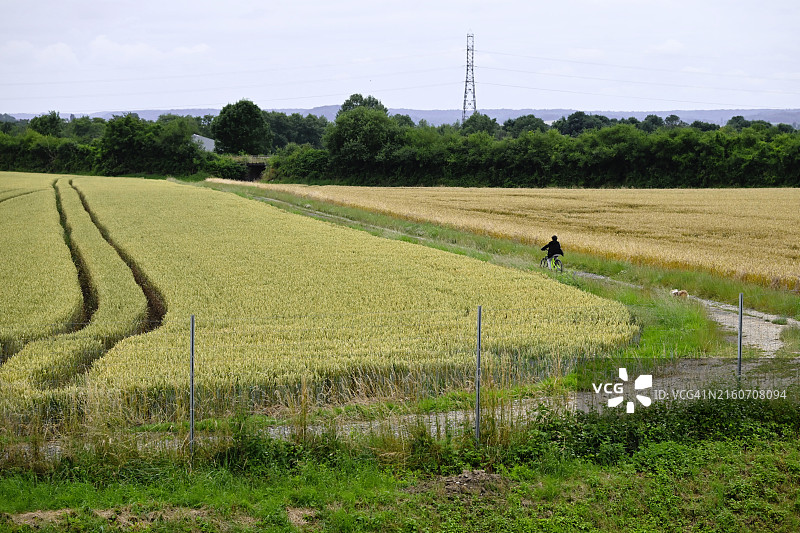 夏天，女人在农田里骑车图片素材
