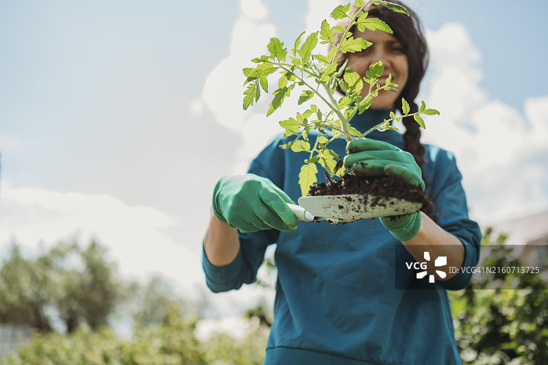 快乐的女人在花园里拿着番茄苗图片素材