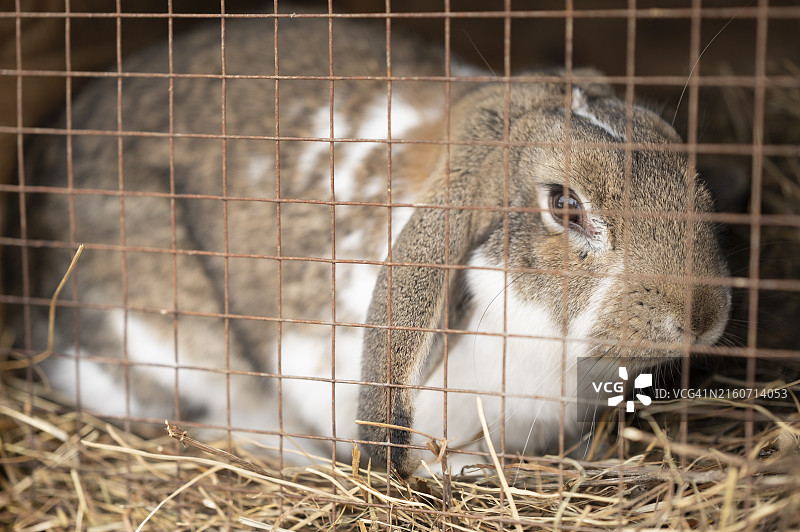 农场笼子后面的兔子图片素材