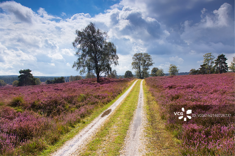 荷兰Posbank附近的Silver Heath上的旧路图片素材