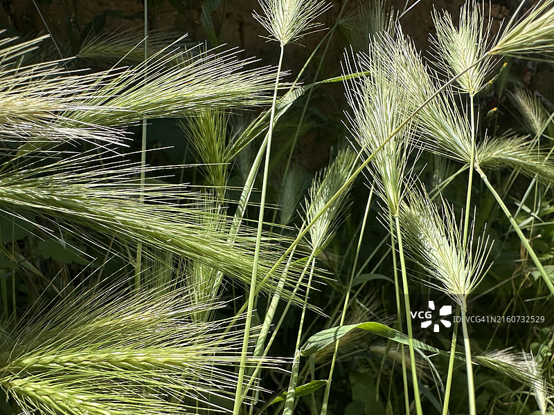 田野里绿色的麦穗，等待成熟收割图片素材