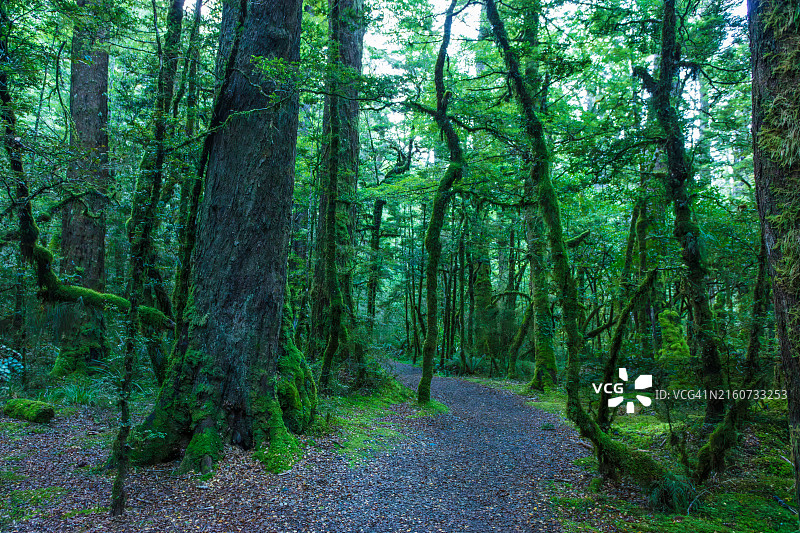 格恩湖自然步道图片素材