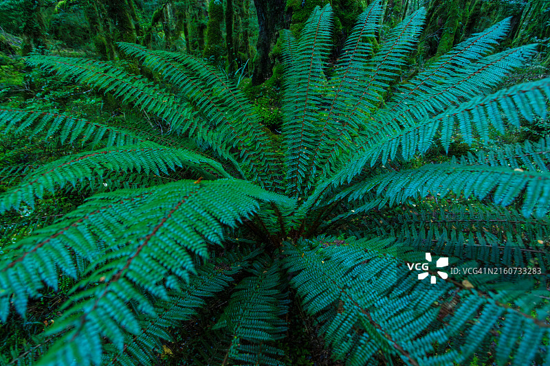 格恩湖自然步道图片素材