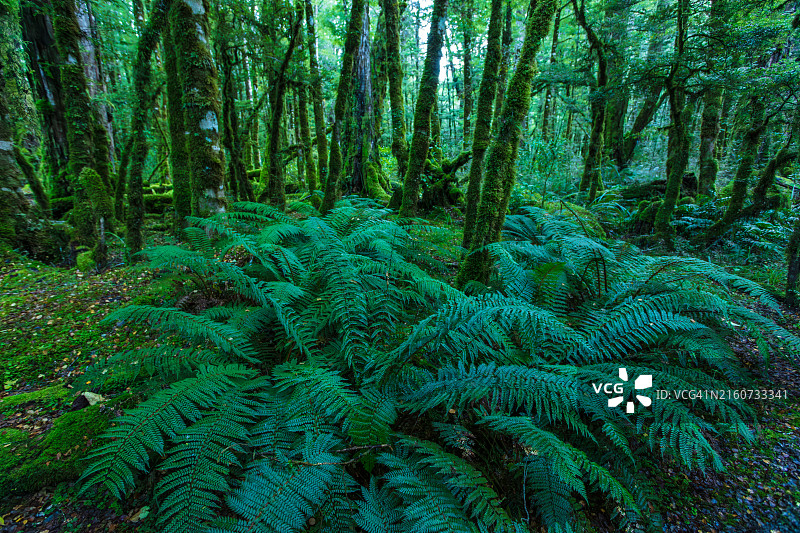 格恩湖自然步道图片素材