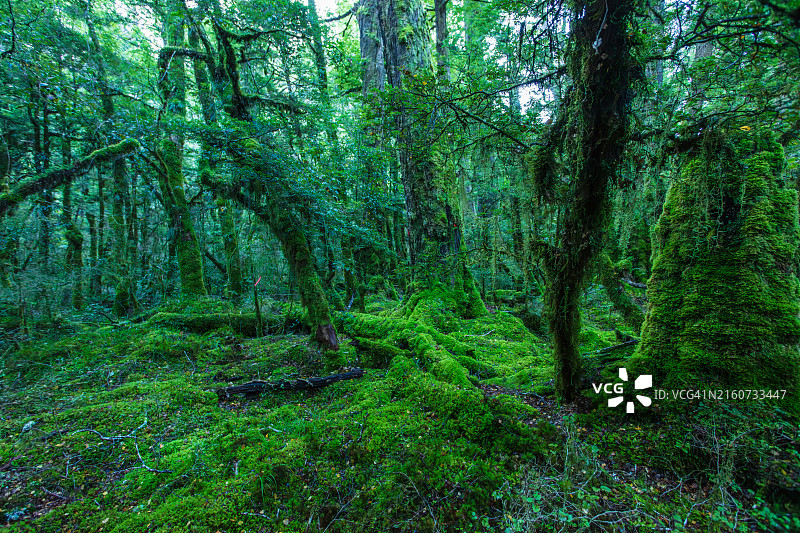 格恩湖自然步道图片素材