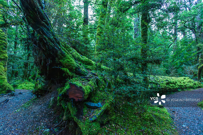 格恩湖自然步道图片素材
