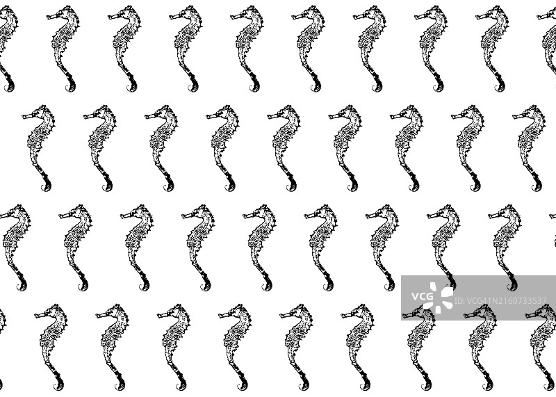 白色背景上的并排海马图片素材