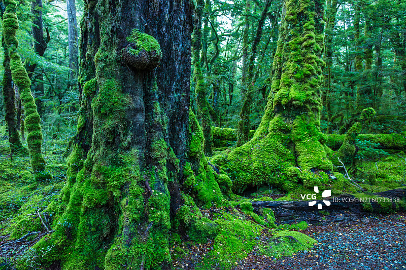 格恩湖自然步道图片素材