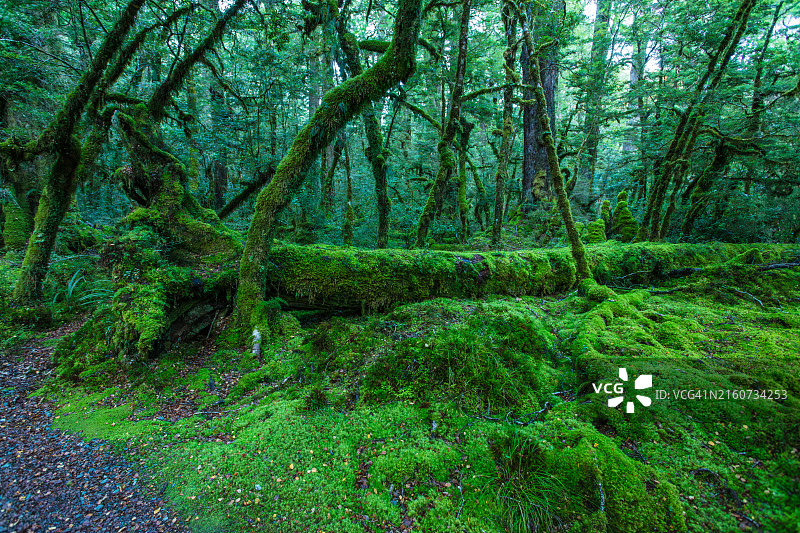 格恩湖自然步道图片素材