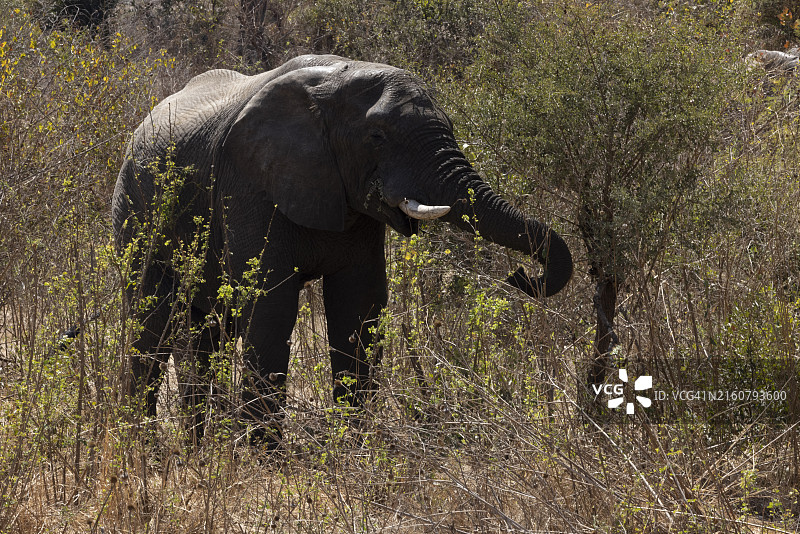在赞比亚利文斯通看到的大象图片素材