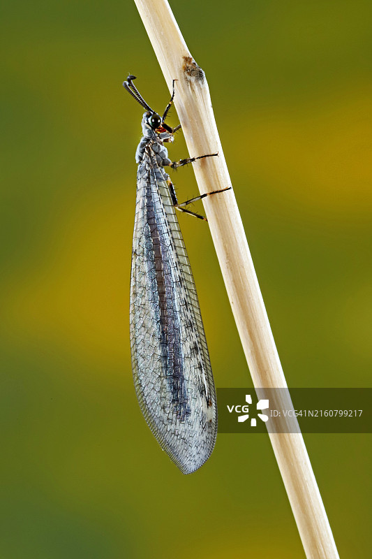 黑头蚁蛉图片素材