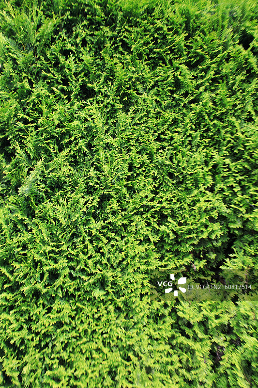 绿色灌木墙面纹理图片素材