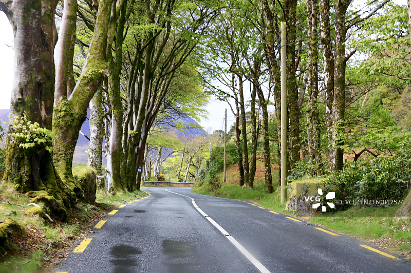铺砌道路上的树冠图片素材