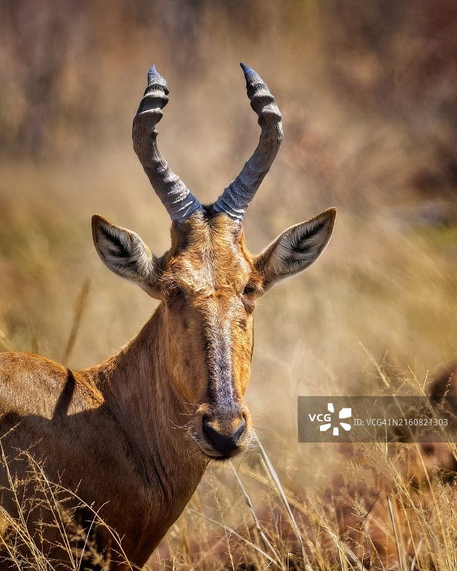 红 hartebeest图片素材