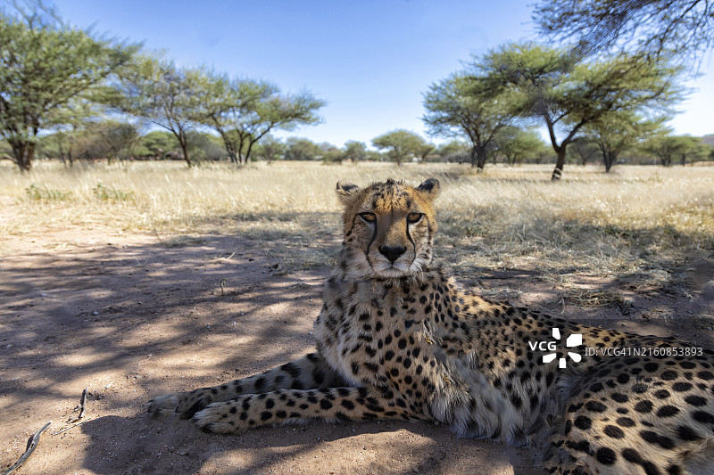 猎豹保护基金会，奥奇瓦龙戈，纳米比亚图片素材