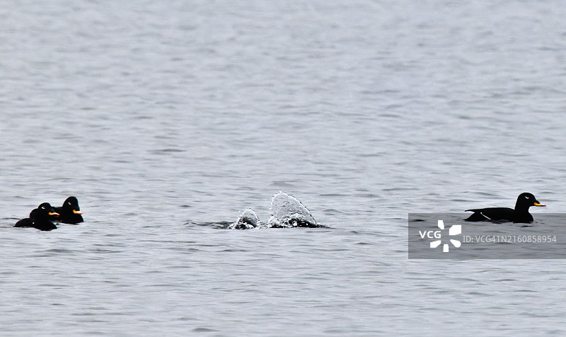 潜入海洋的鸭子图片素材