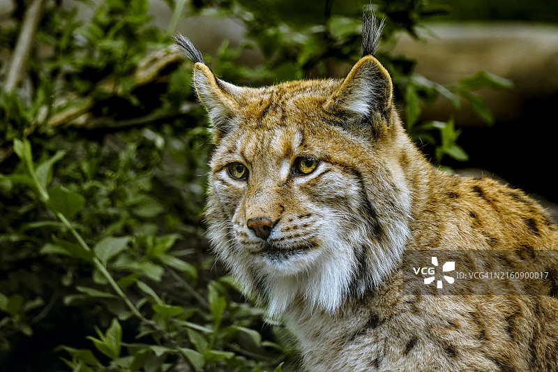 母狮的特写图片素材