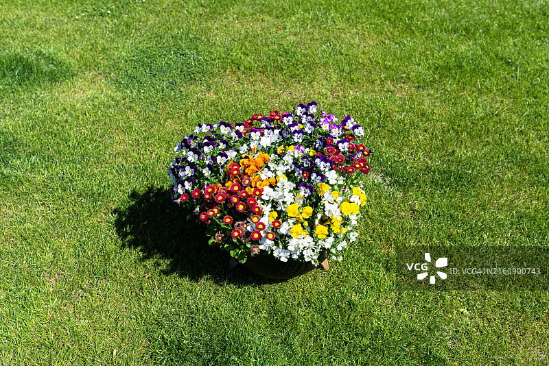 田野上鲜花盛开高角度视图图片素材