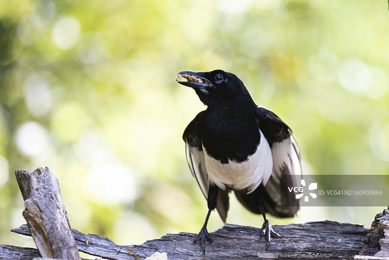 栖息在木头上的喜鹊特写图片素材