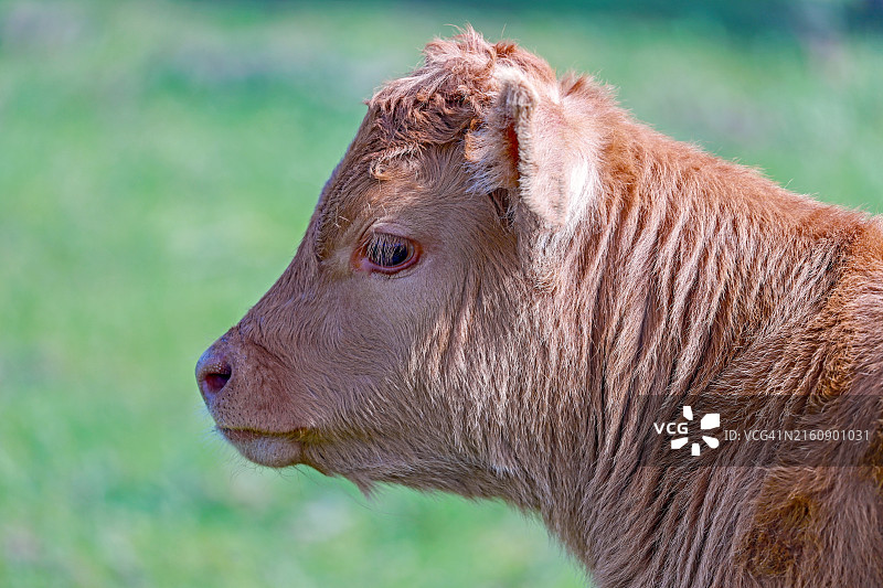 水牛特写图片素材