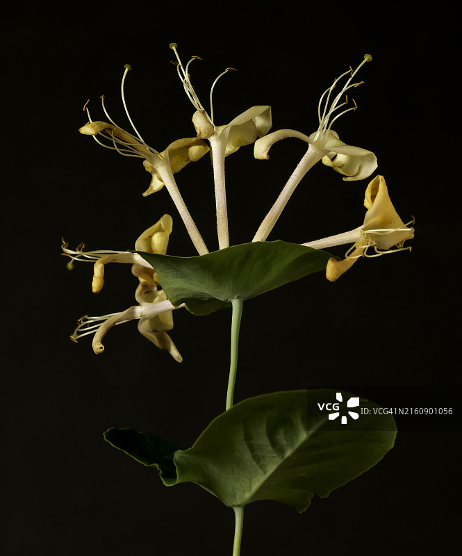 黑色背景下的花朵特写图片素材