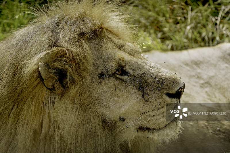 狮子特写图片素材