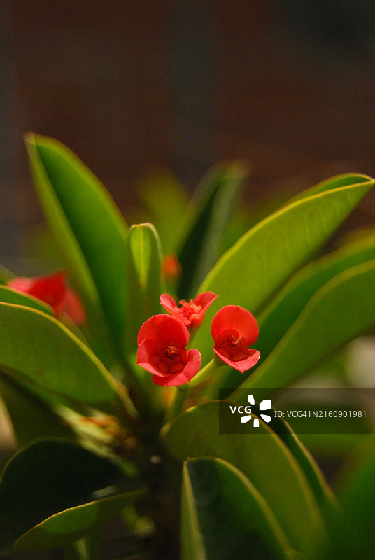 巴基斯坦旁遮普省拉合尔的开花植物特写图片素材