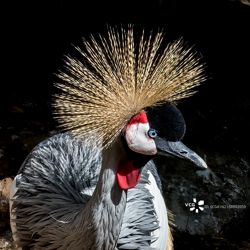 孔雀特写图片素材