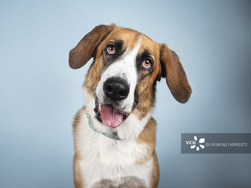 白色背景下的狗的肖像图片素材