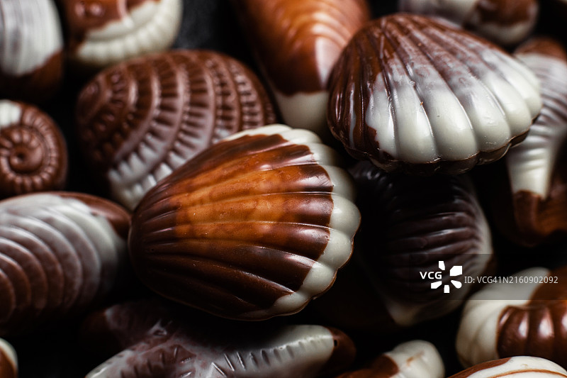 贝壳特写图片素材