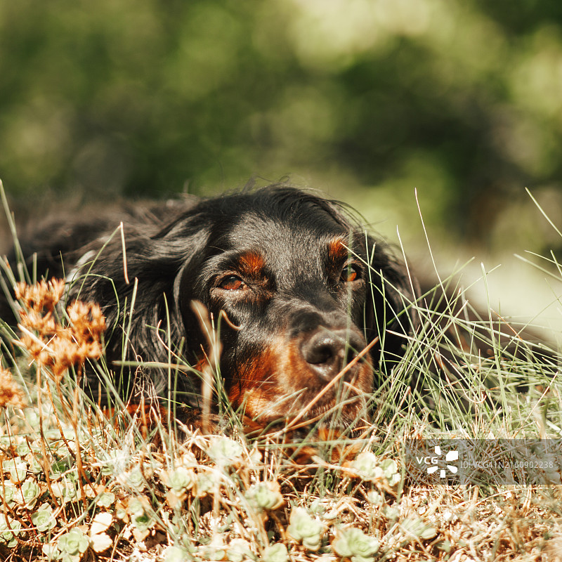 戈登雪达犬在田野上的特写，挪威塞茨科格图片素材