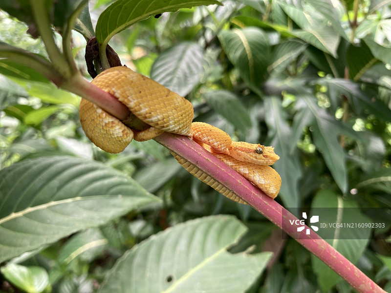 中美洲锥吻蛇的植物特写，利蒙，哥斯达黎加图片素材
