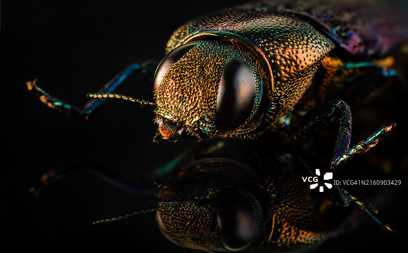 昆虫特写图片素材